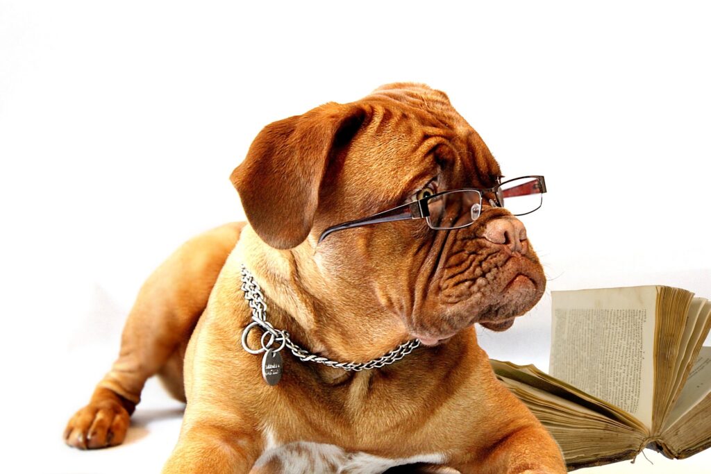 dog 734689 1920 E-wall