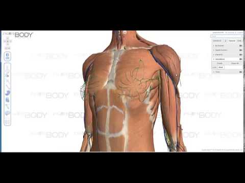 Zygote Body: Διαδραστική Εφαρμογή για Εξερεύνηση του Ανθρώπινου Σώματος σε 3D